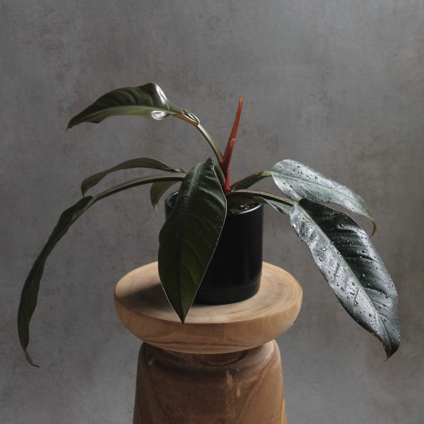 Philodendron 'Imperial Red'