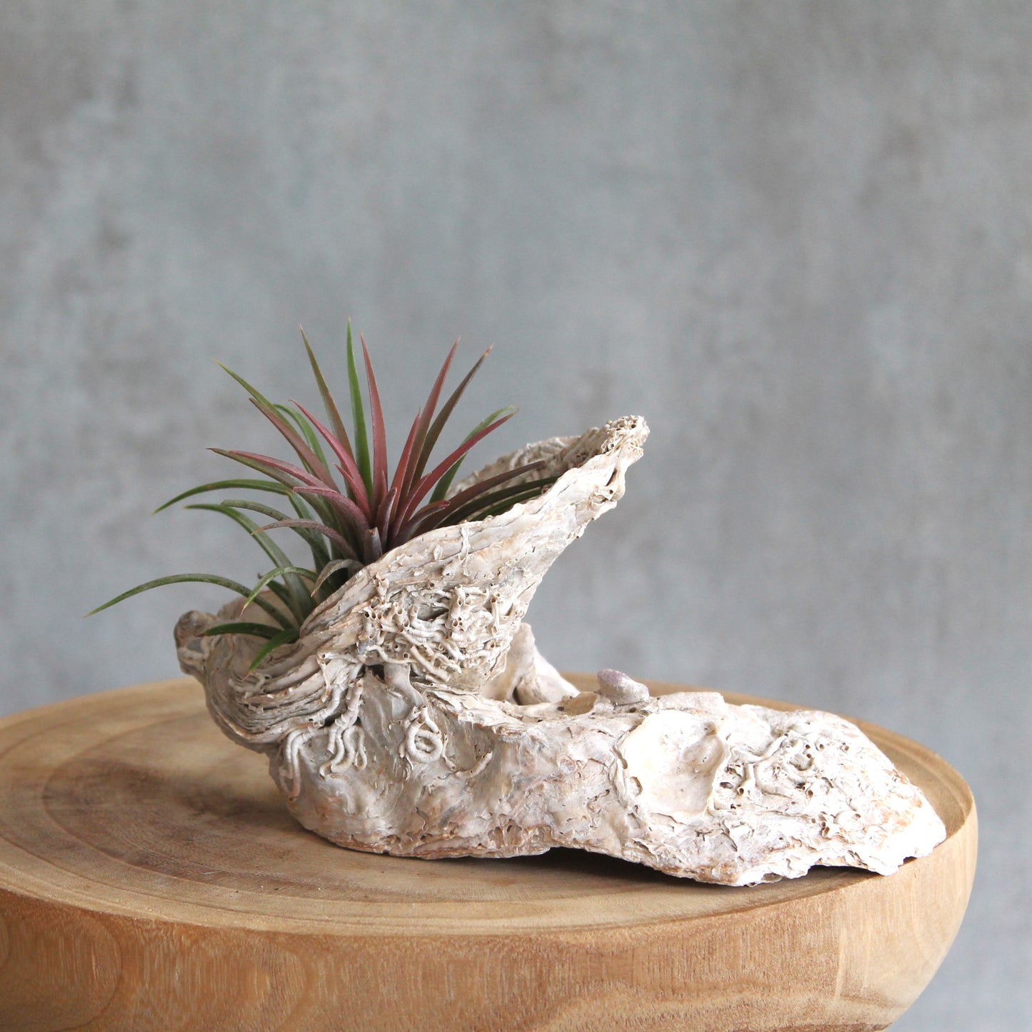 Tillandsia Ionantha 'pink'