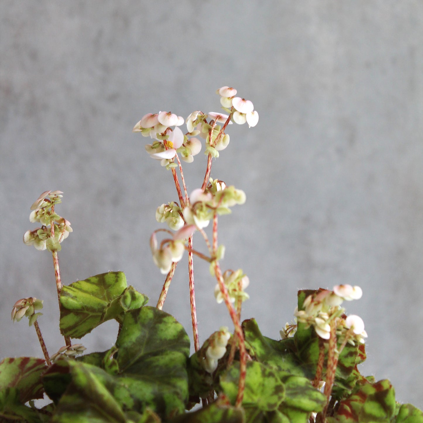 Begonia 'tortoiseshell'