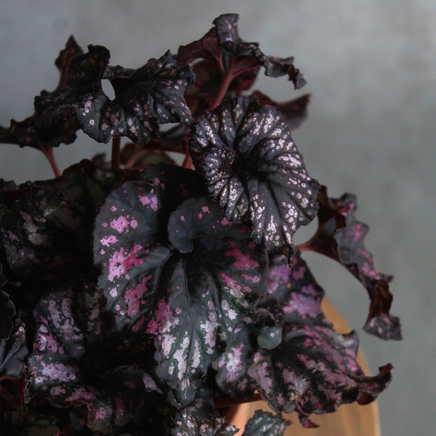 Begonia 'purple'