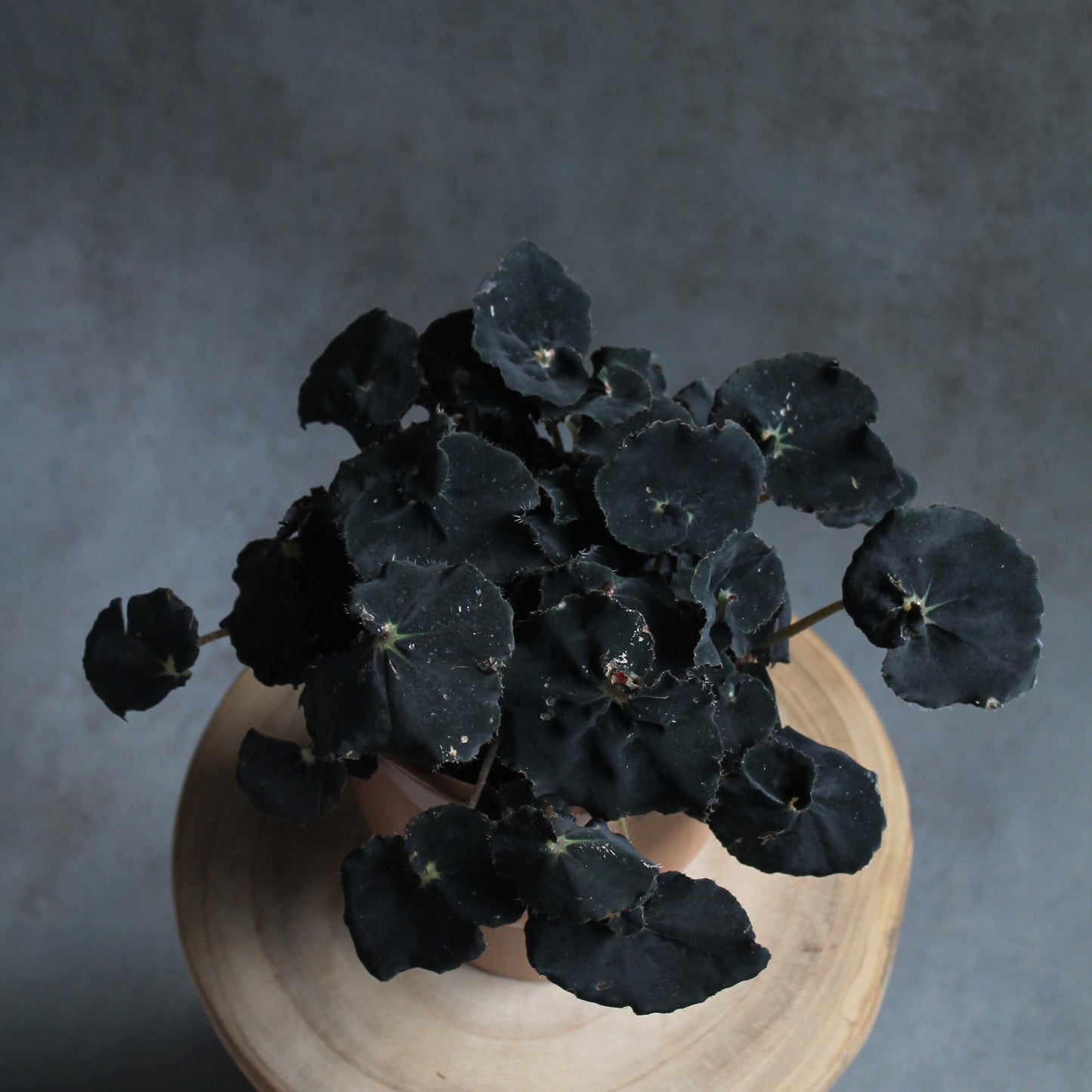 Begonia 'Black mamba'