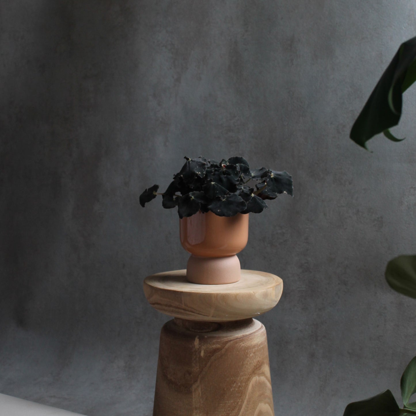 Begonia 'Black mamba'