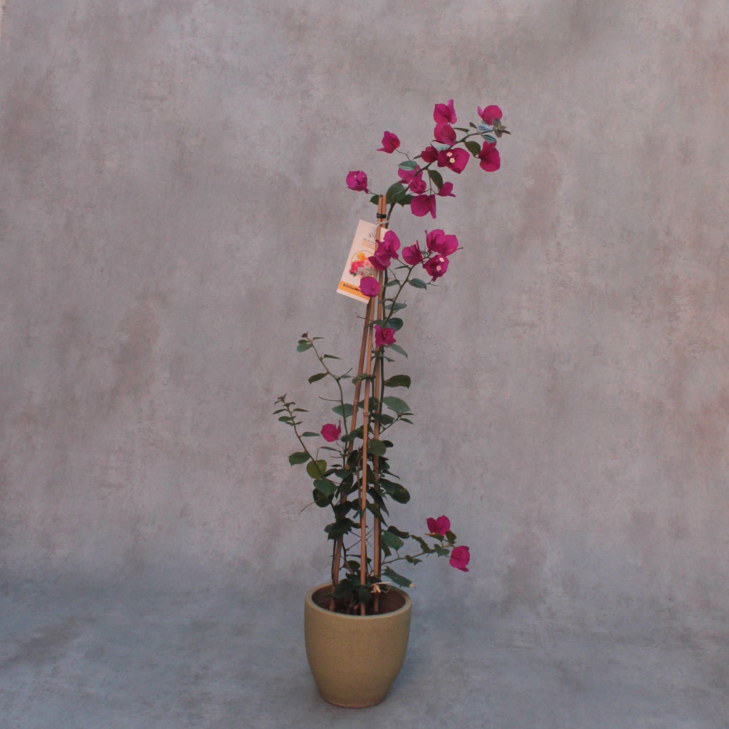 Bougainvillea sp. Cerise
