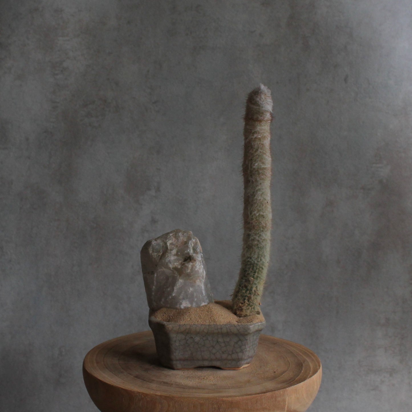 Cephalocereus senilis