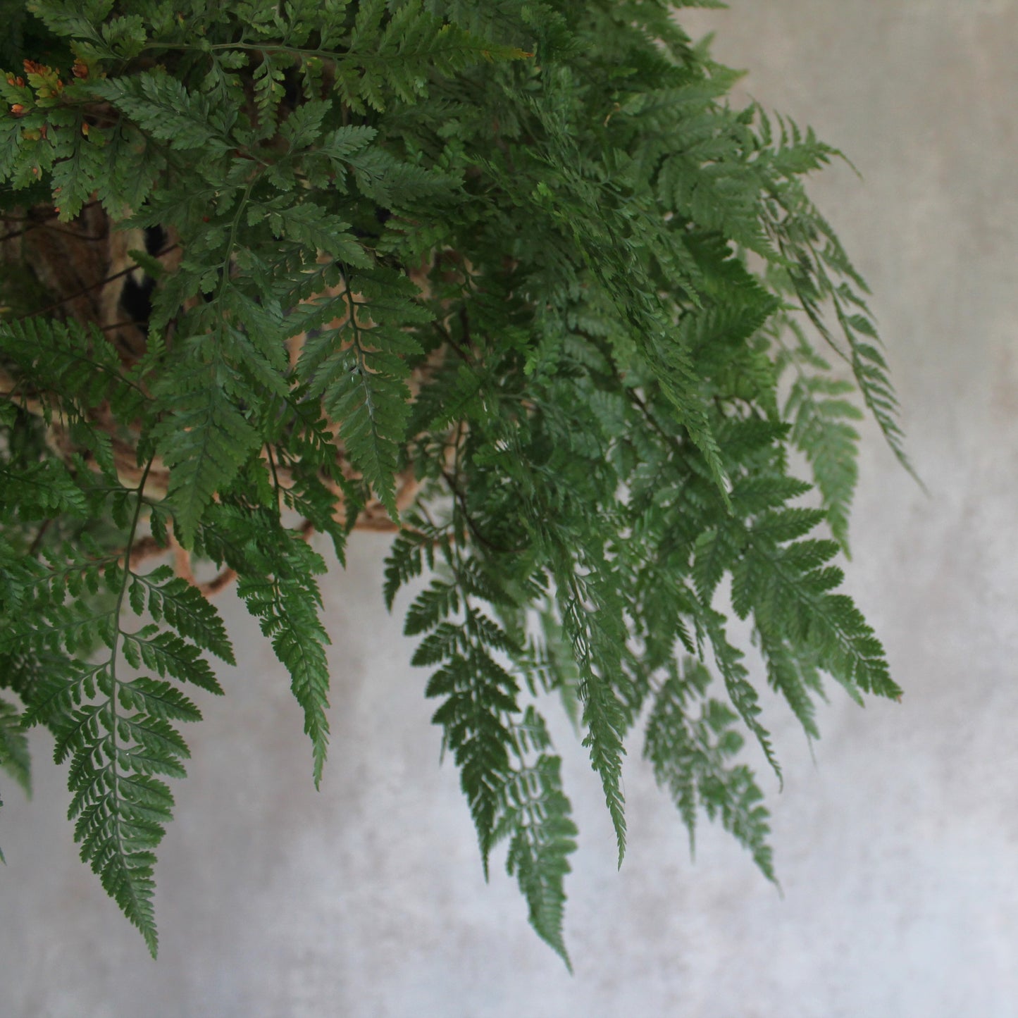 Hanging Davallia fejeensis