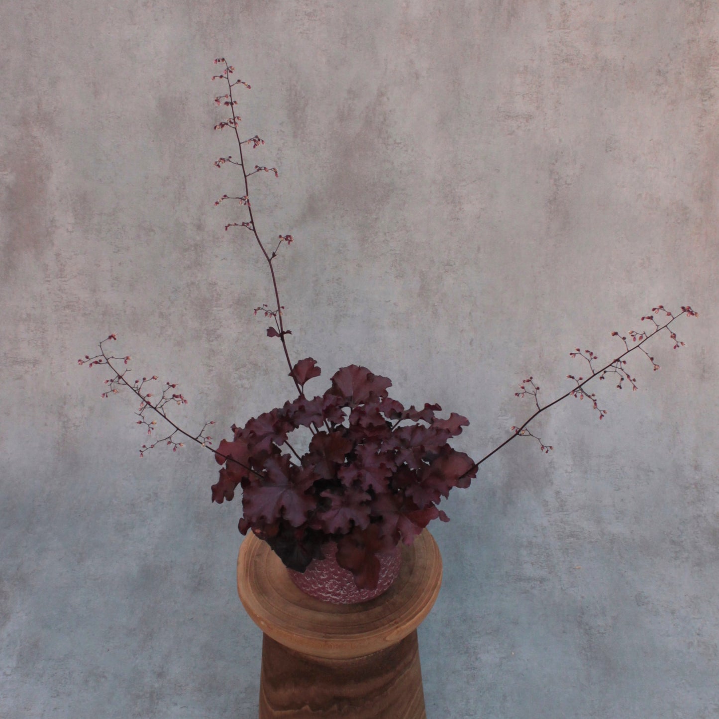 Heuchera 'bordeaux'
