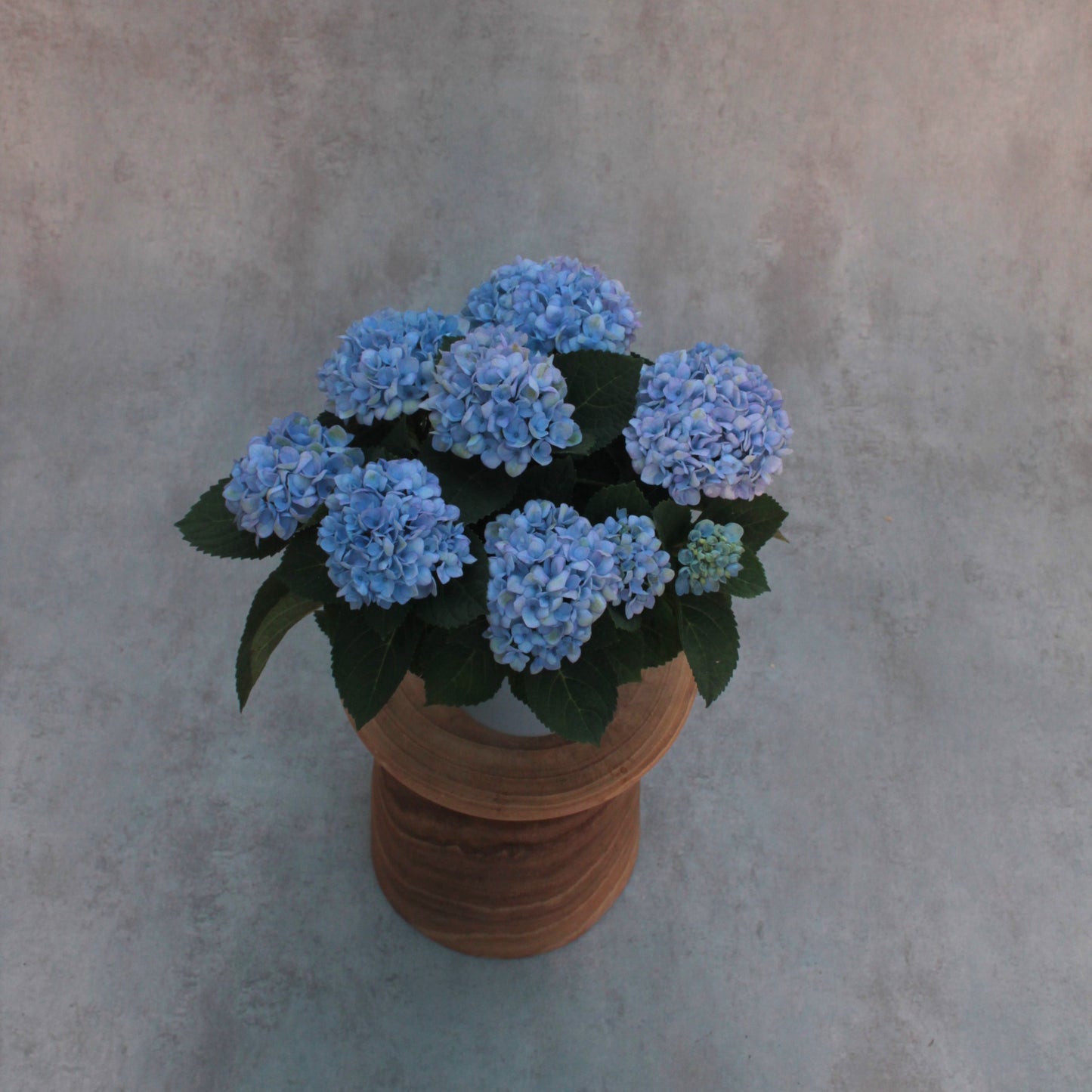 Hydrangea Azul