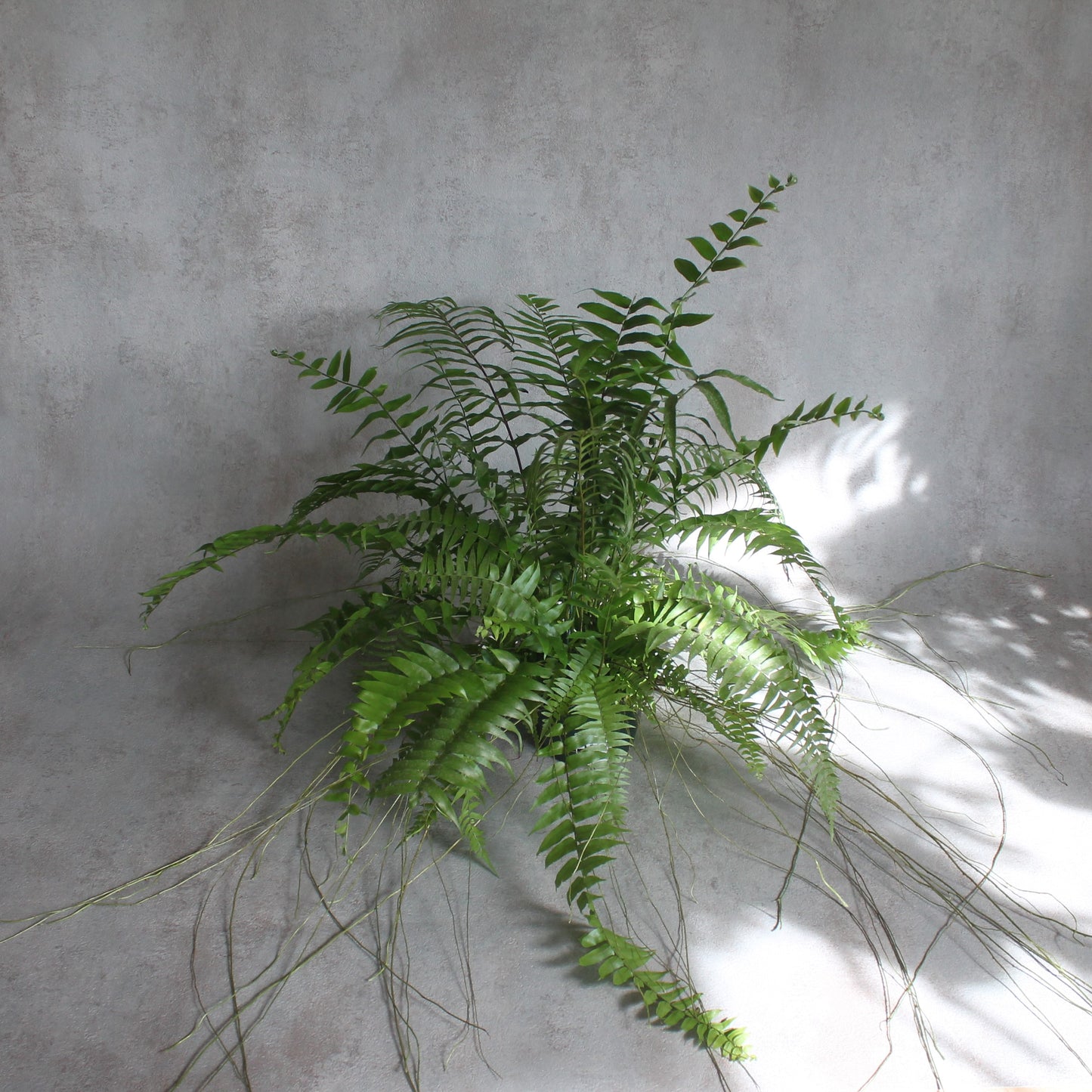 Royal Fern
