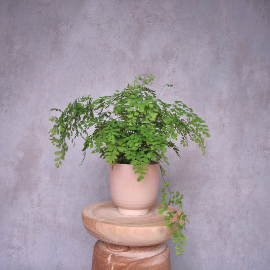 Maidenhair fern