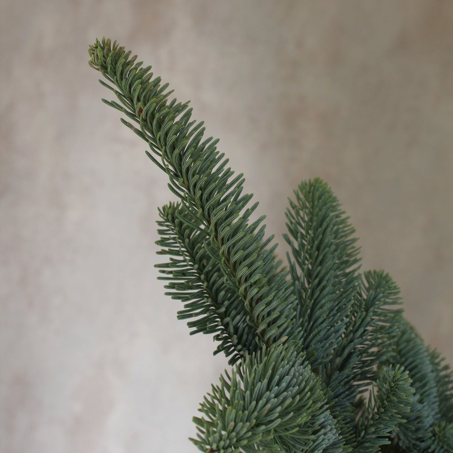 Nordic Pine Stems