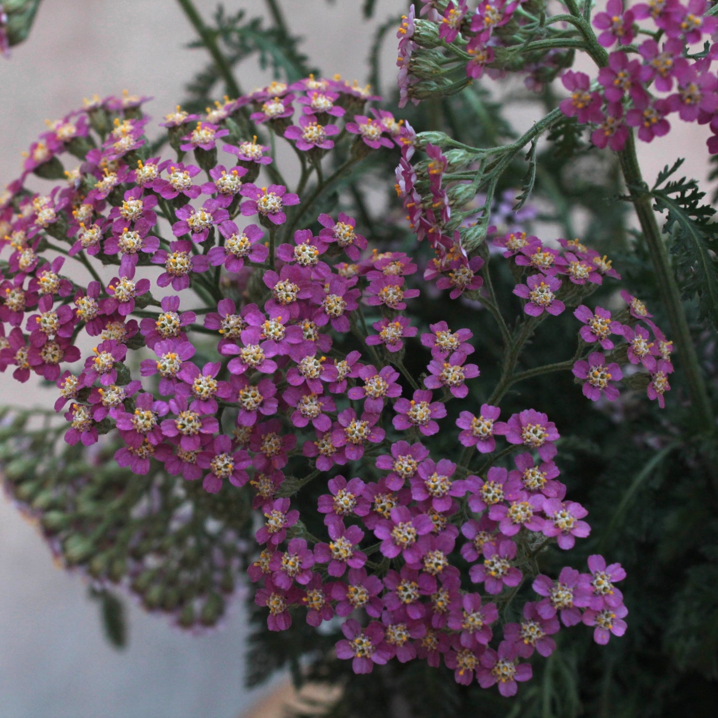 Achillea millefolium Lilac Beauty