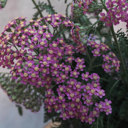 Achillea millefolium Lilac Beauty