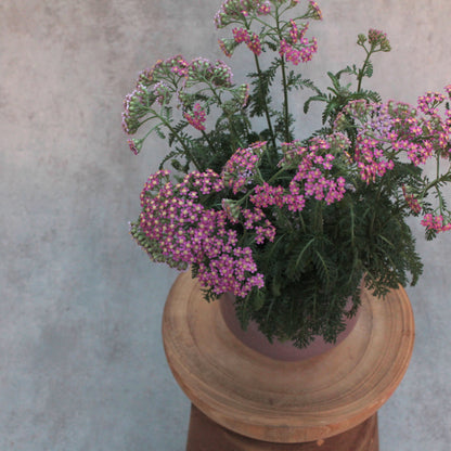 Achillea millefolium Lilac Beauty