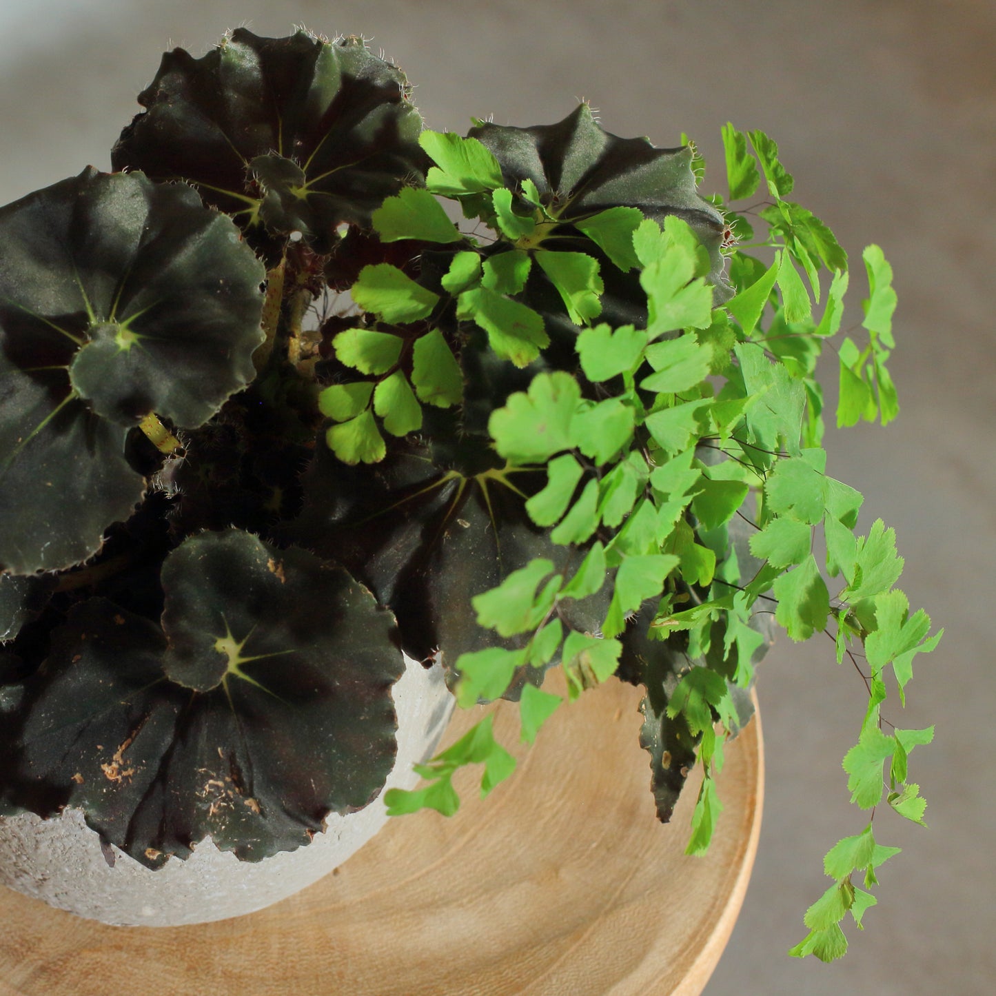 Adiantum Begonia