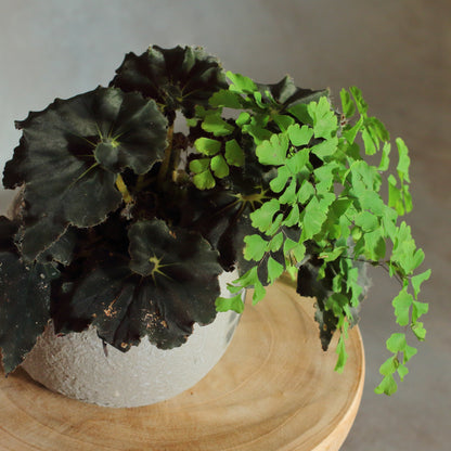 Adiantum Begonia