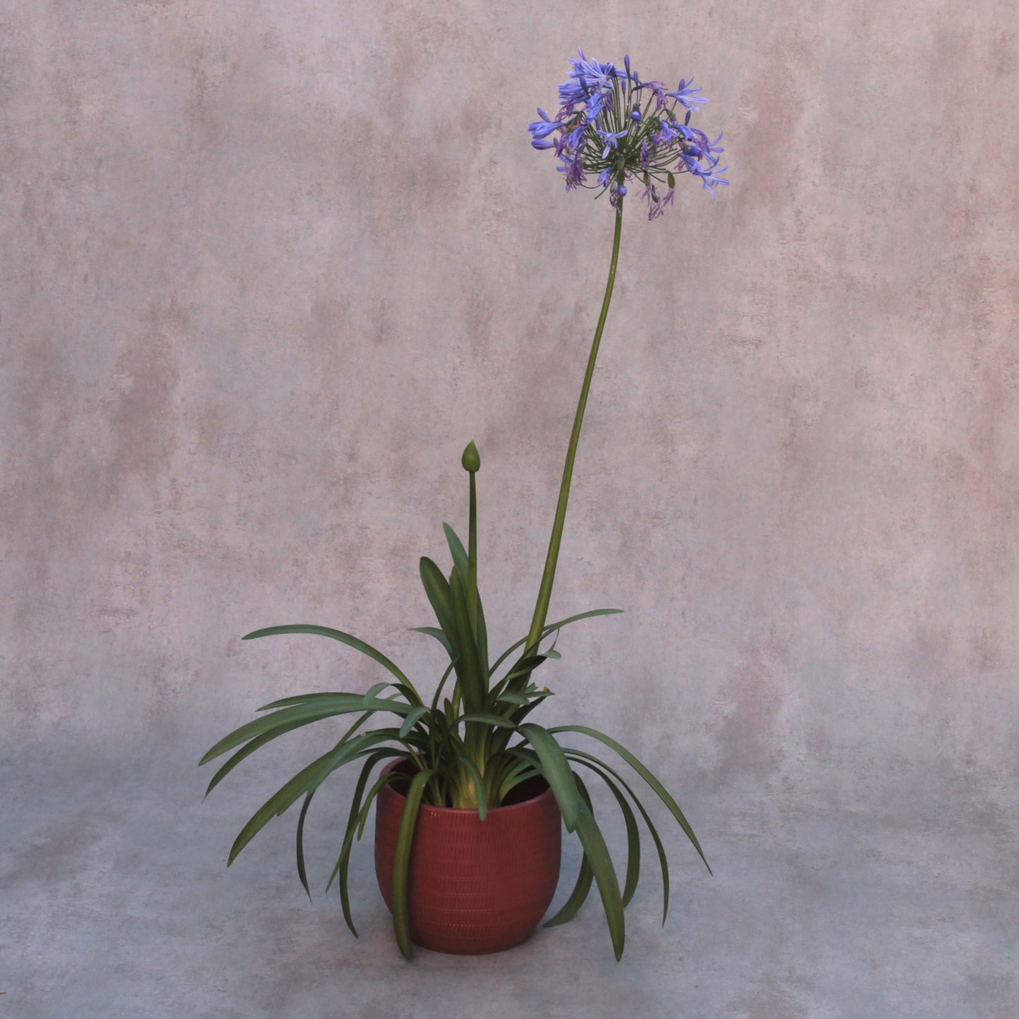 Agapanthus africanus Blue