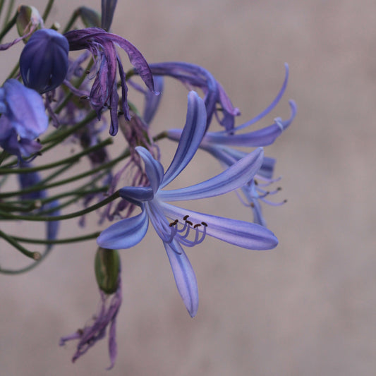 Agapanthus africanus Blue