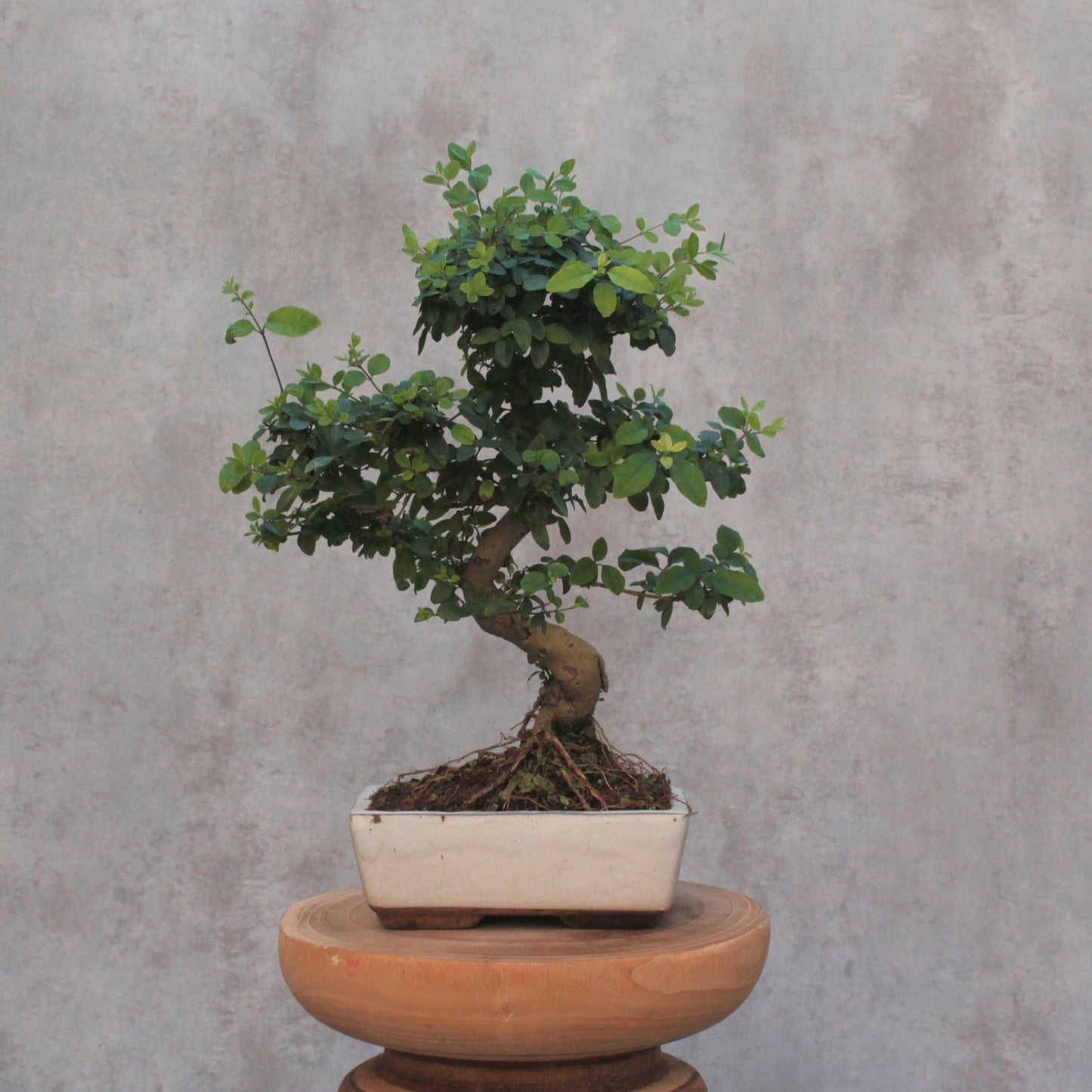 Bonsai Ligustrum chinês - 8 anos