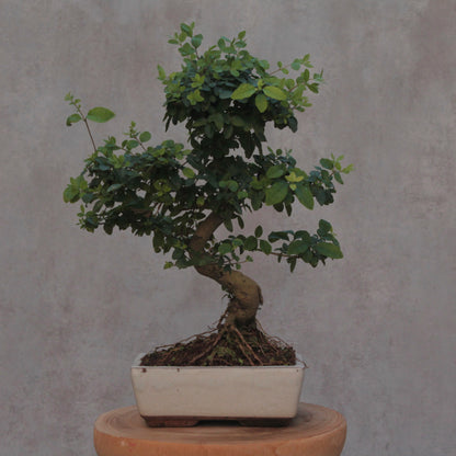 Bonsai Ligustrum chinês - 8 anos