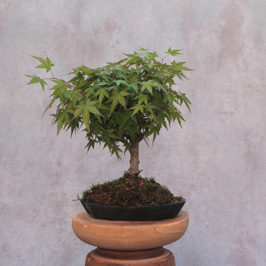 Bonsai Acer Palmatum - 7 anos