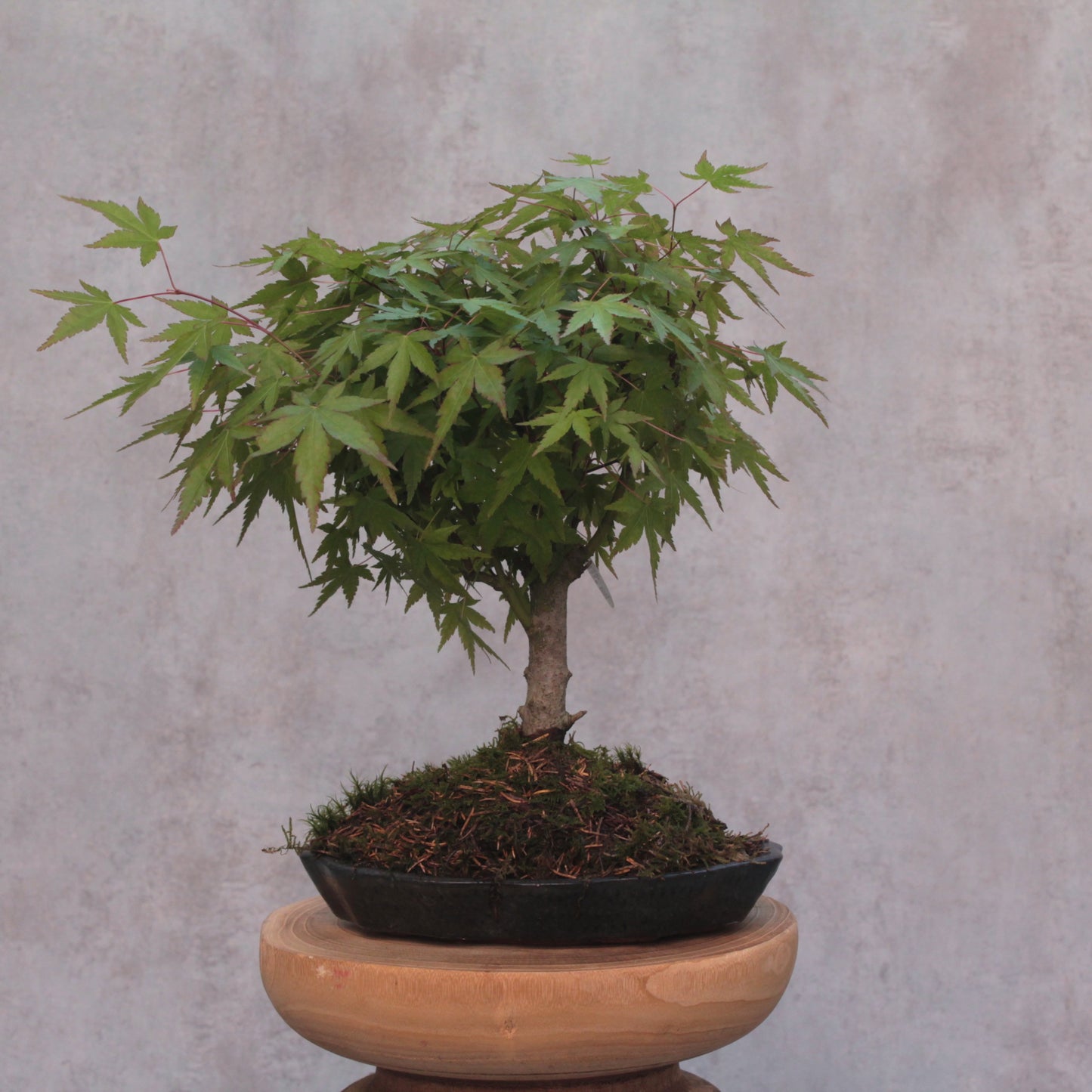 Bonsai Acer Palmatum - 7 anos