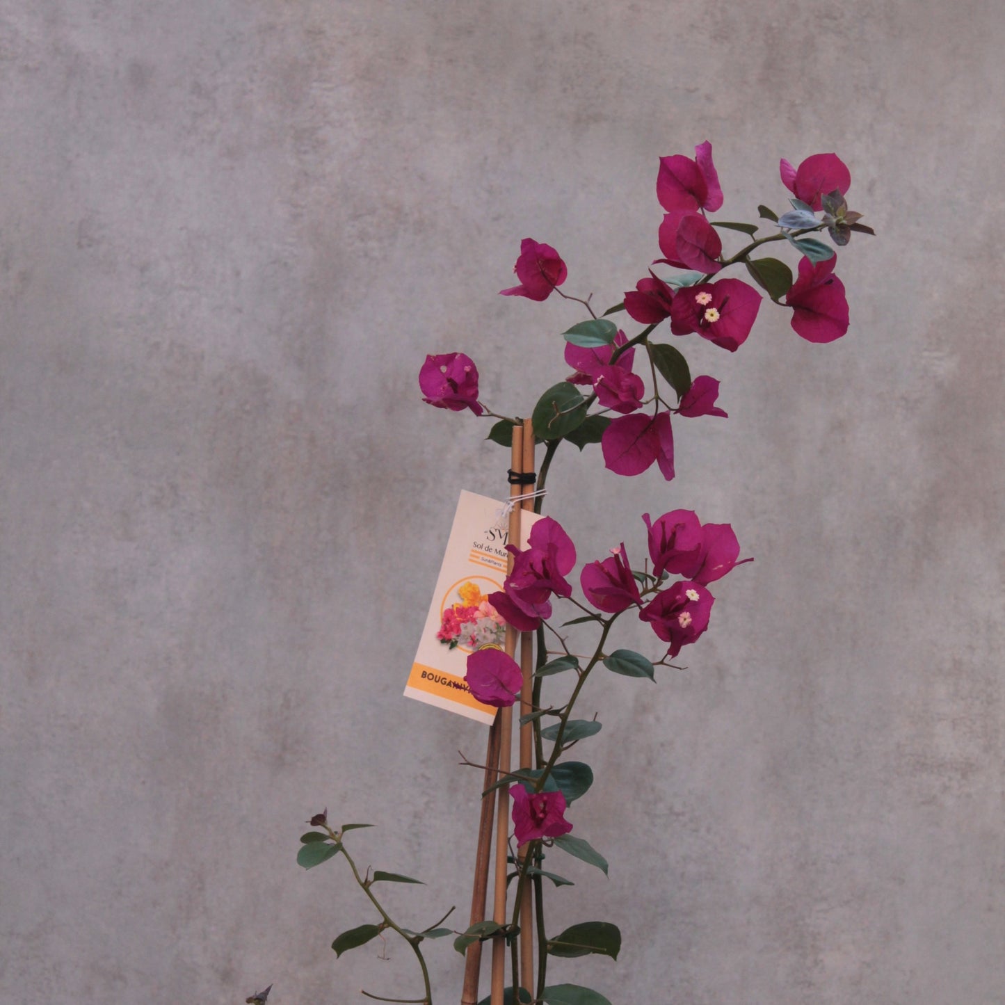 Bougainvillea sp. Cerise