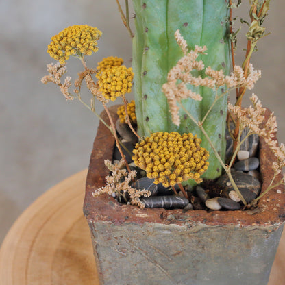 Myrtillocactus