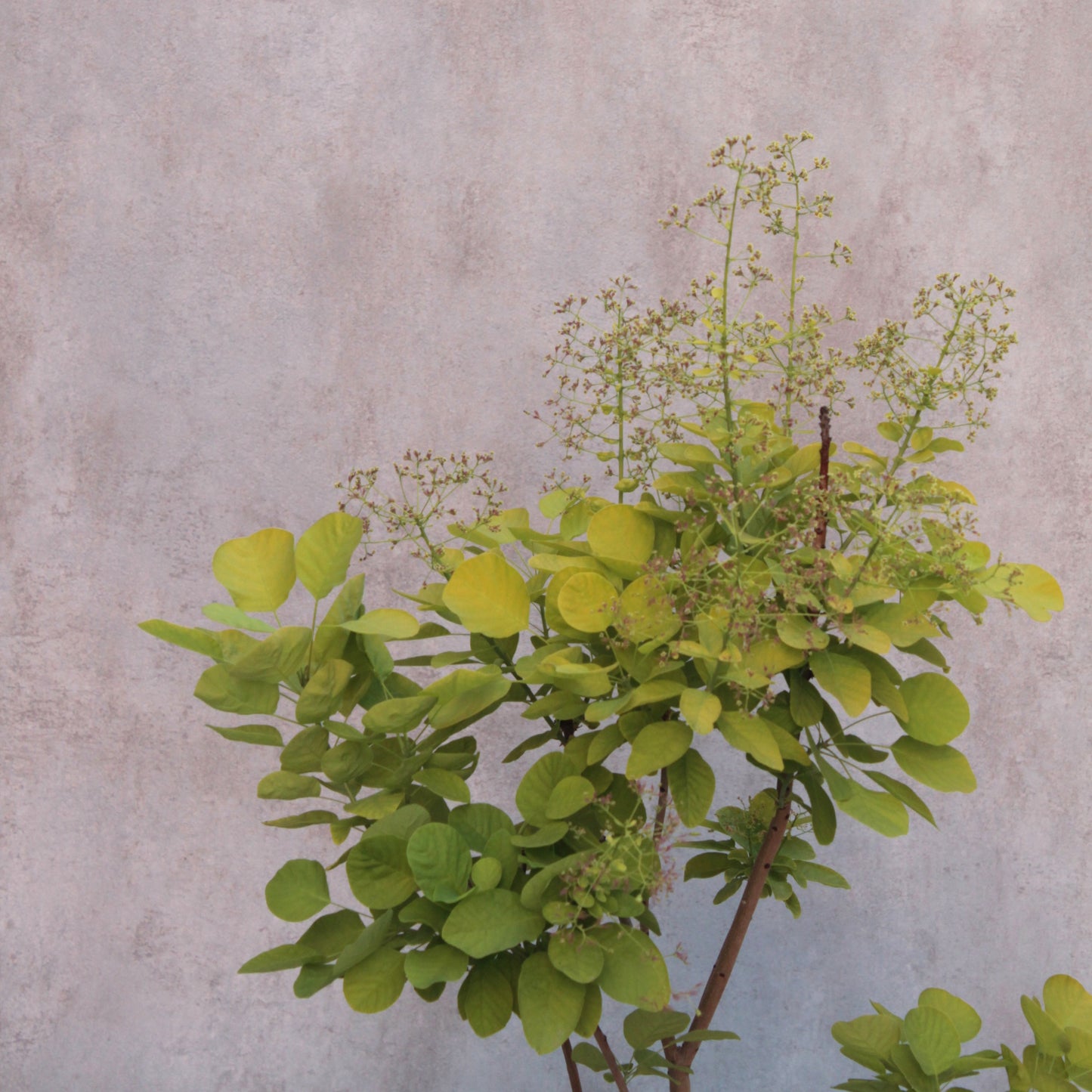 Cotinus coggyria - Smoke Bush