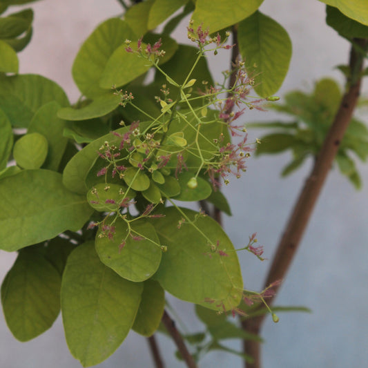 Cotinus coggyria - Smoke Bush