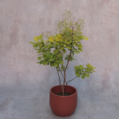 Cotinus coggyria - Smoke Bush