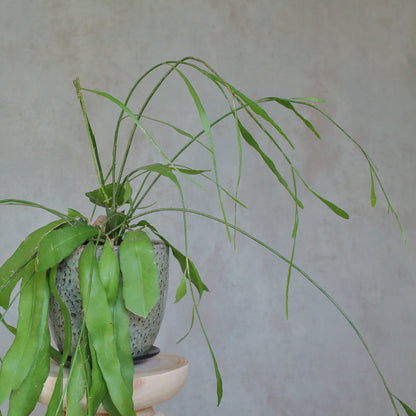 Epiphyllum pumilum