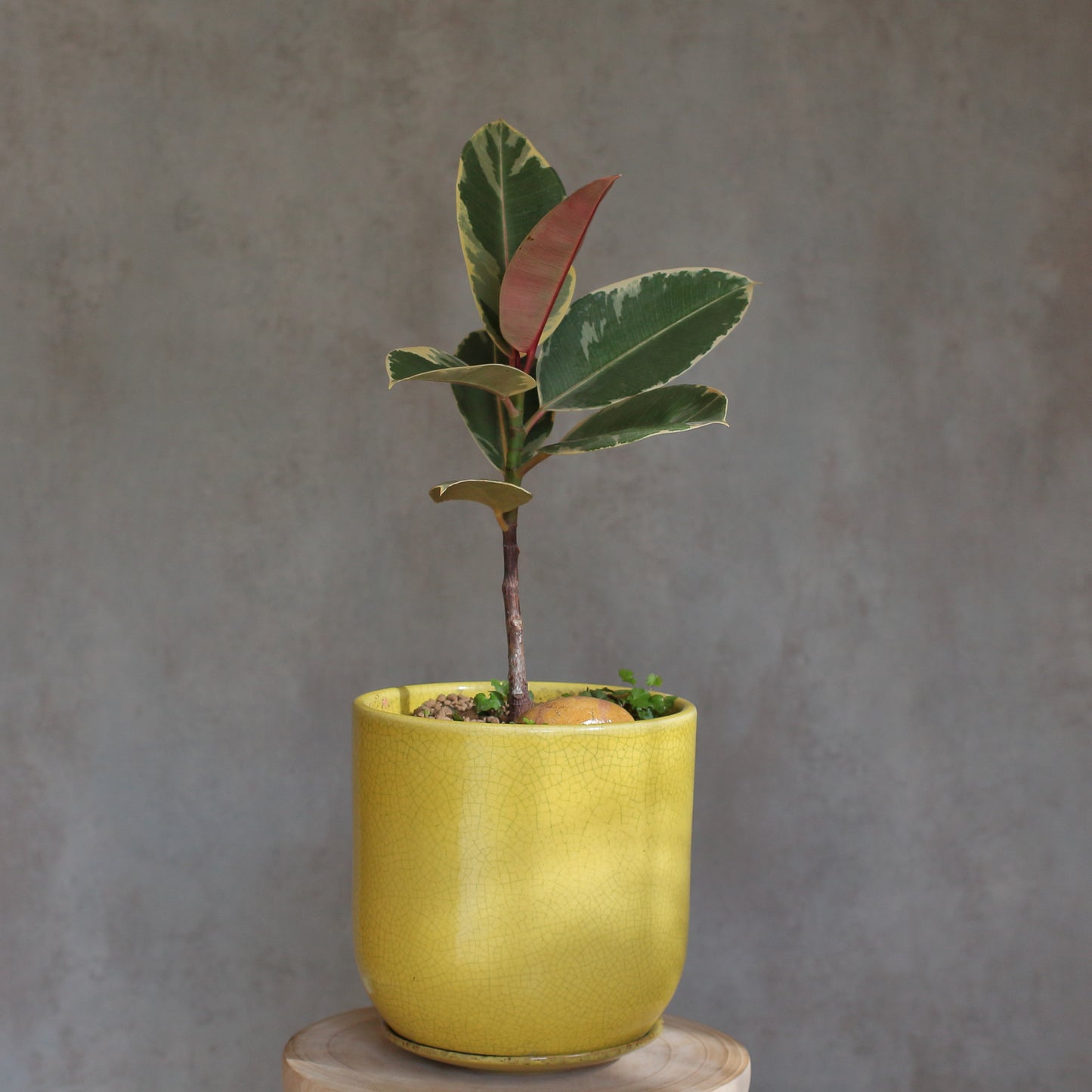 Ficus Elastica Rubi