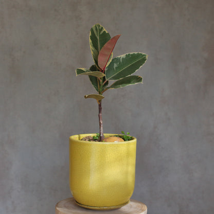 Ficus Elastica Ruby