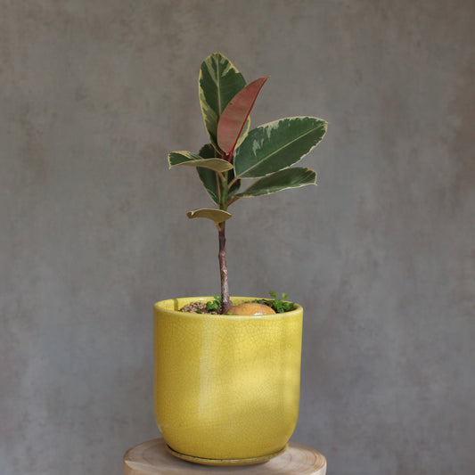 Ficus Elastica Ruby