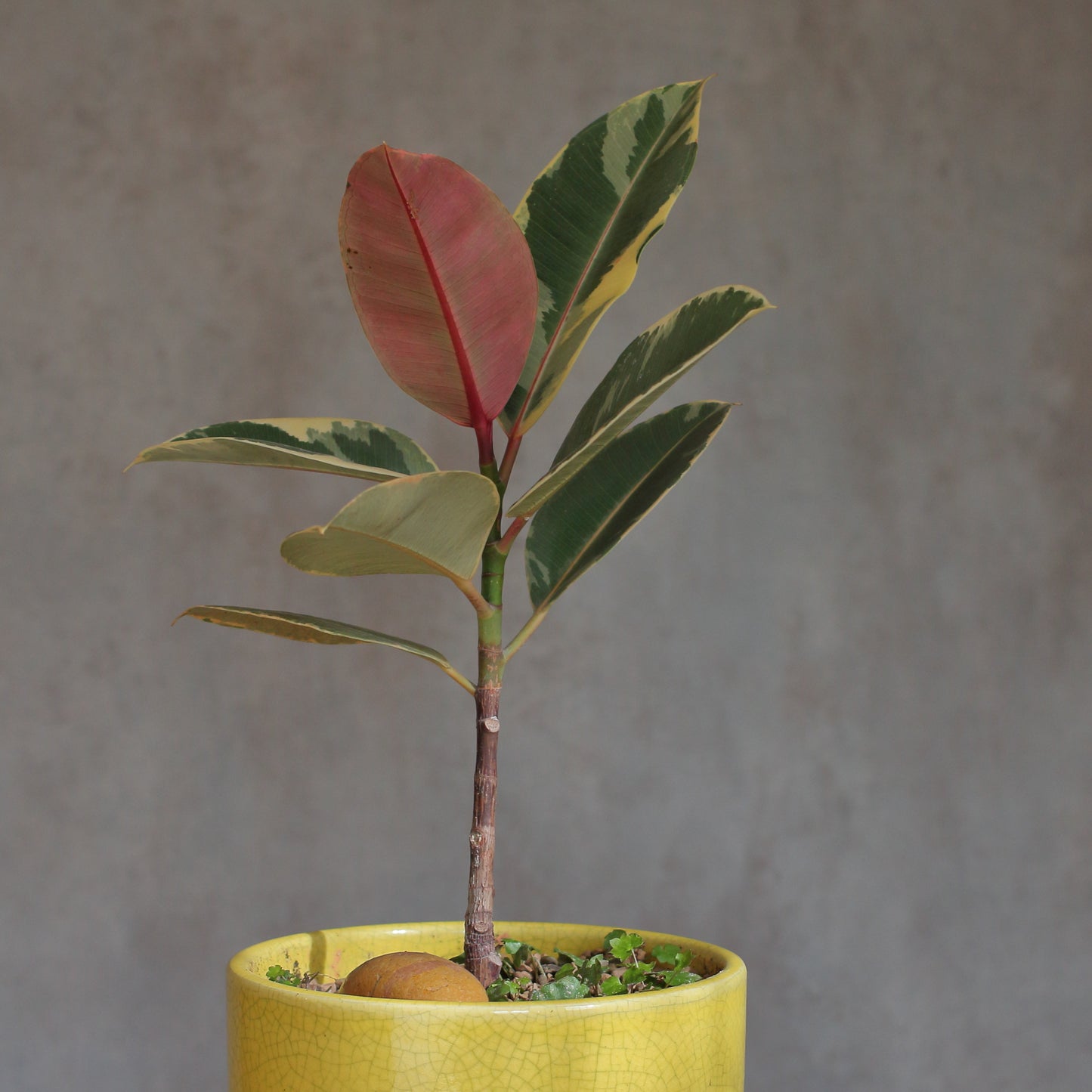 Ficus Elastica Ruby