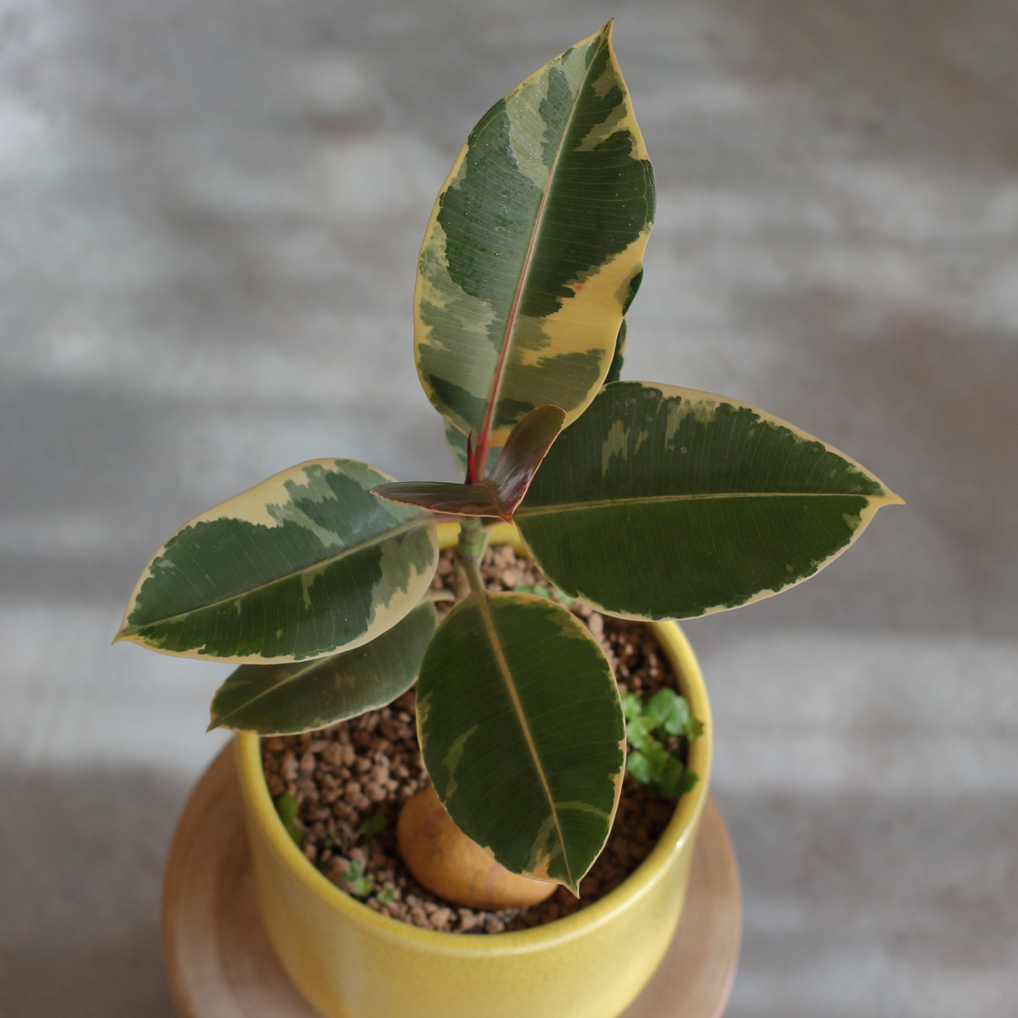 Ficus Elastica Rubi