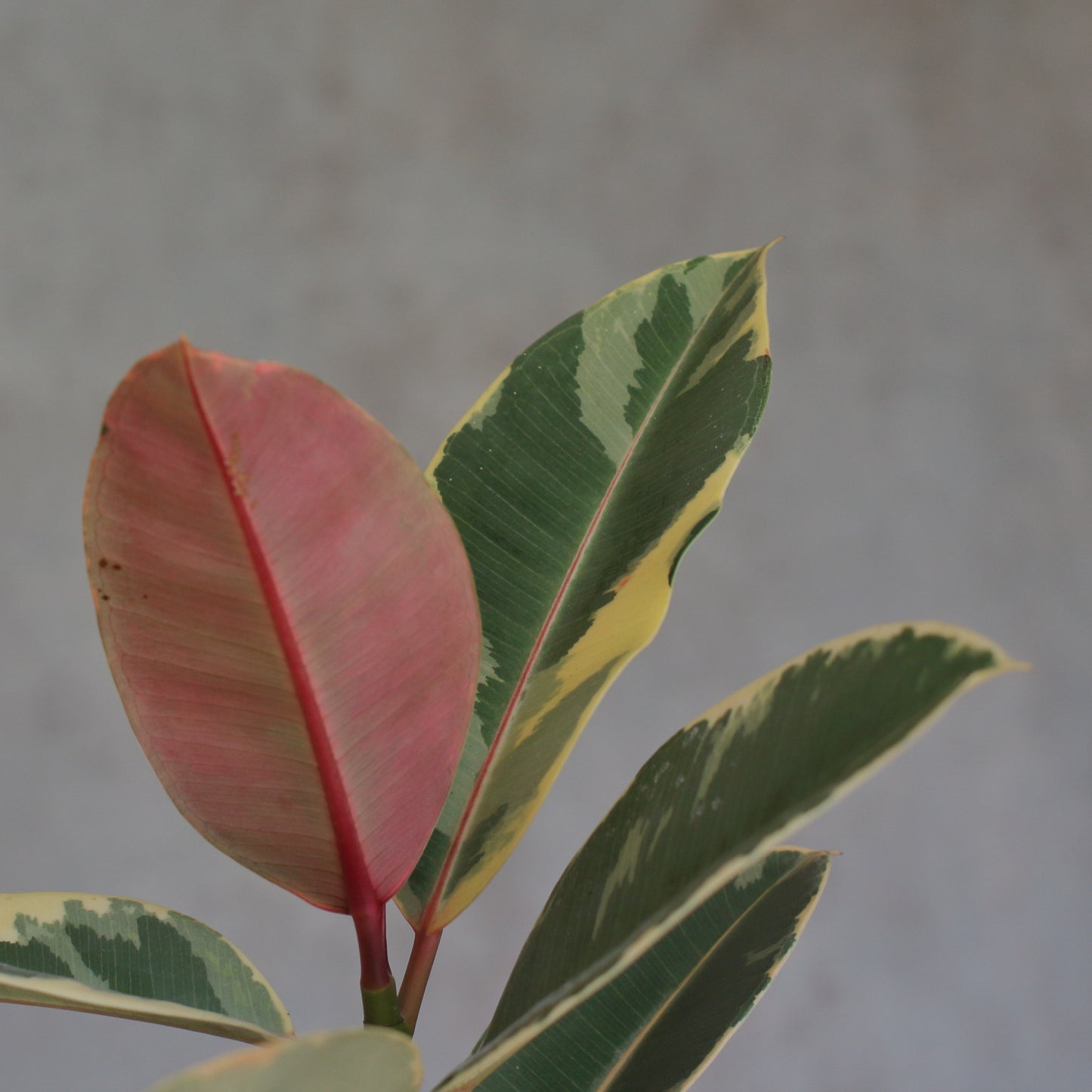 Ficus Elastica Ruby