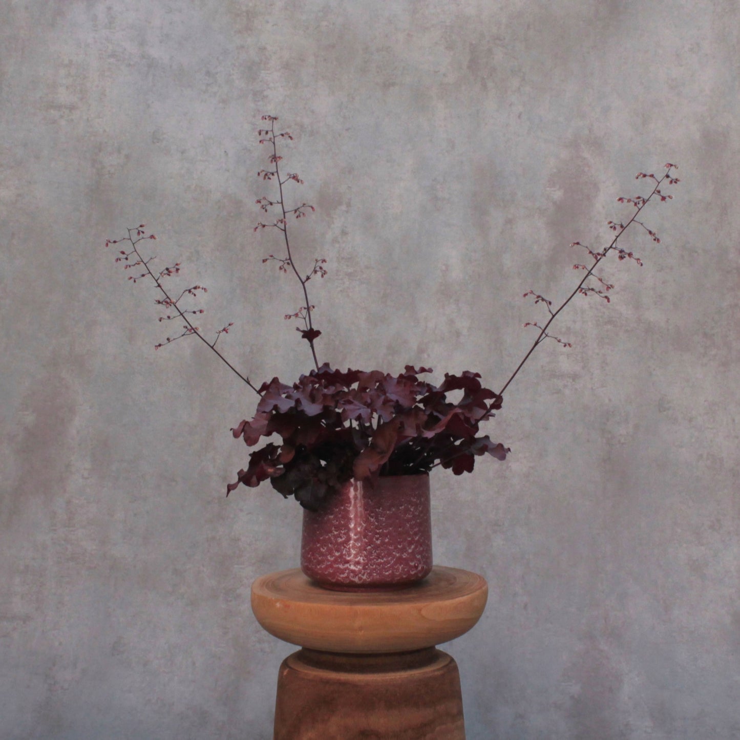 Heuchera 'bordeaux'