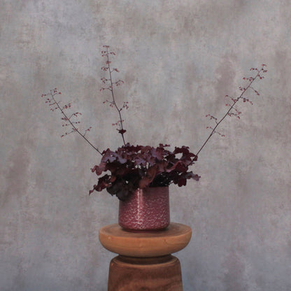 Heuchera 'bordeaux'
