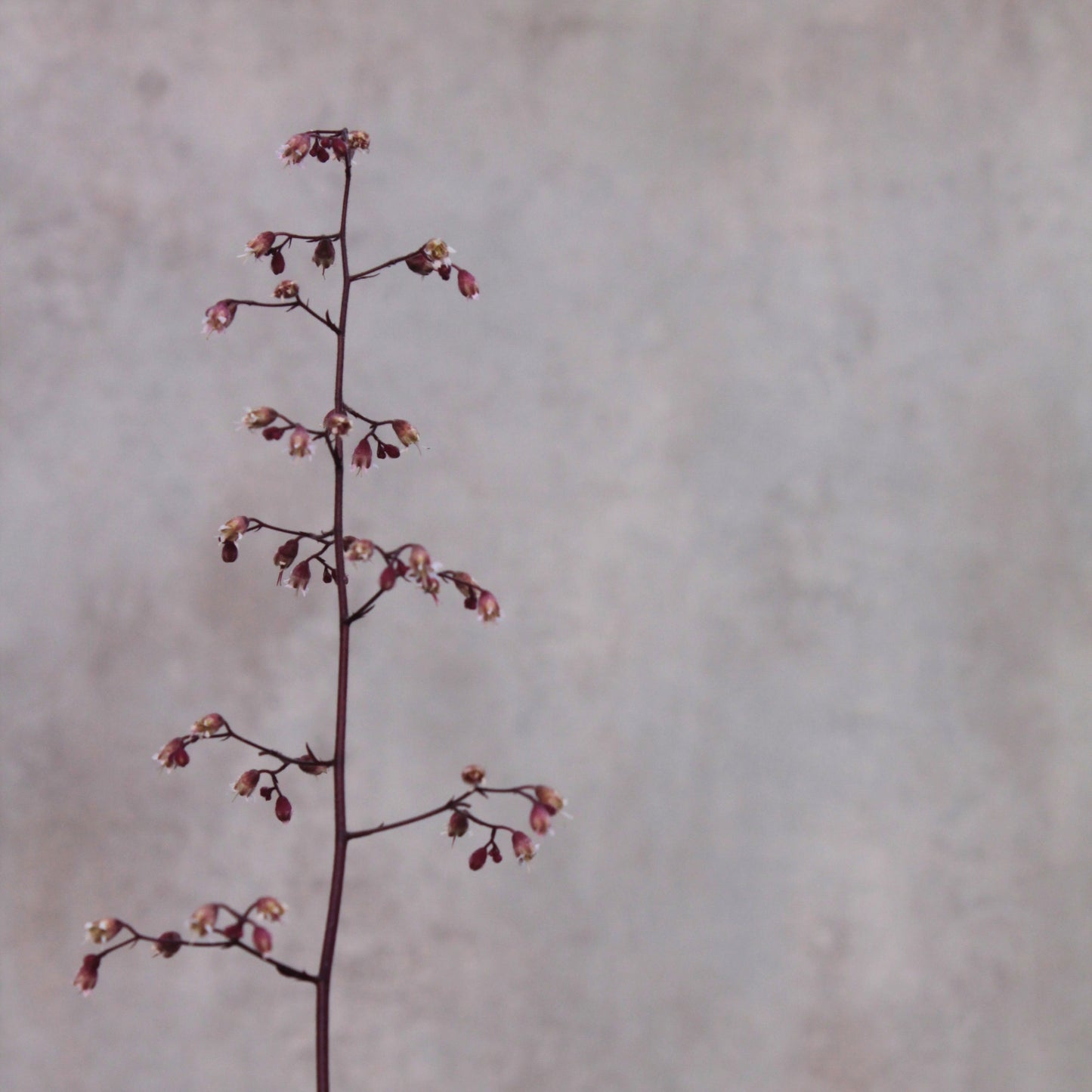 Heuchera 'bordeaux'