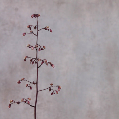Heuchera 'bordeaux'