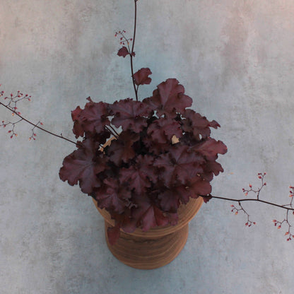 Heuchera 'bordeaux'