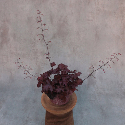 Heuchera 'bordeaux'