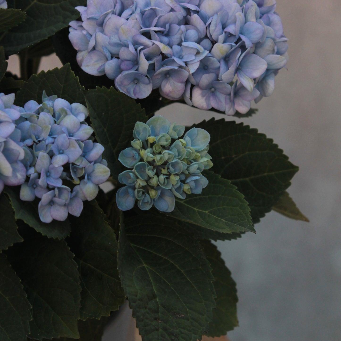 Hydrangea Azul
