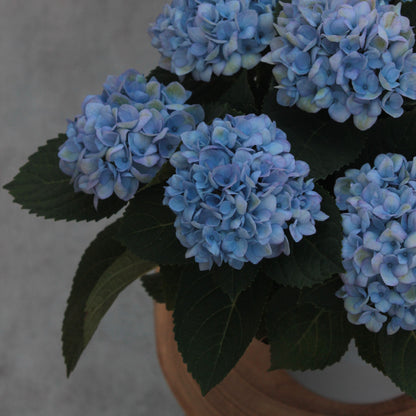 Hydrangea Azul