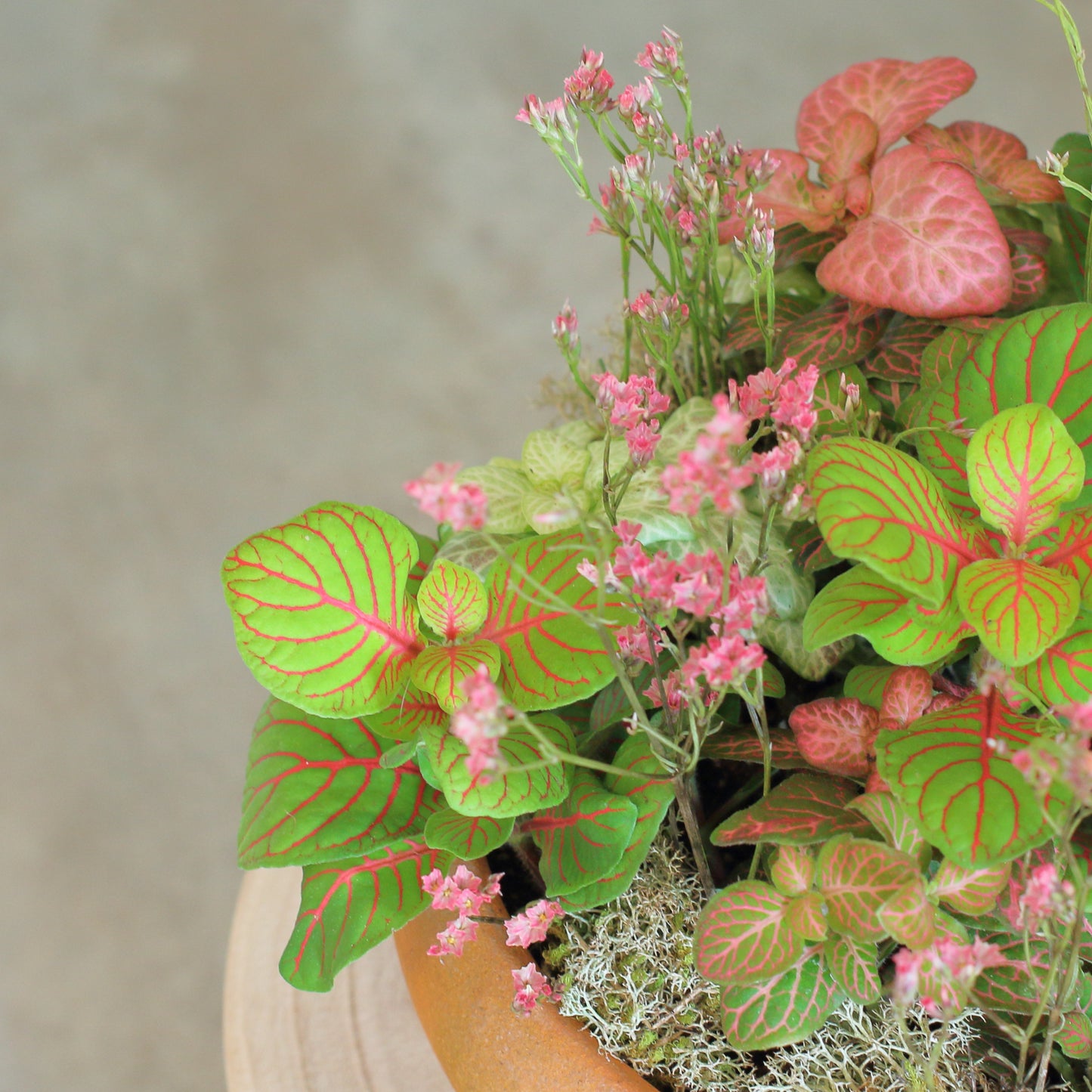 Fittonia Garden