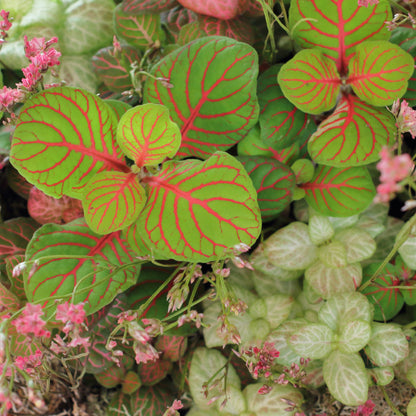 Fittonia Garden