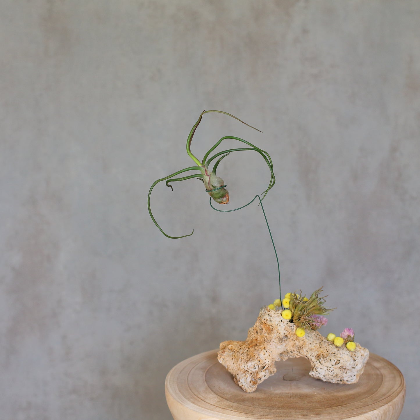 Tillandsia caput-medusae