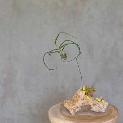 Tillandsia caput-medusae