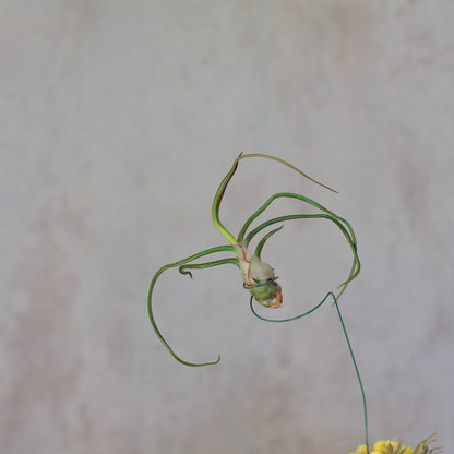 Tillandsia caput-medusae